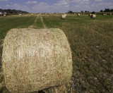 A roll in the hay (field)