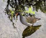 Common moorhen or Gallinule