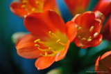 clivia