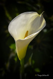 Calla