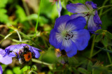Busy Bees