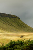 Find the Kestrel