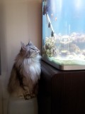 fish-watching.jpg