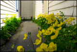 Bergen Back Streets V