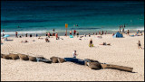 Beached, Coogee