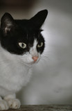 cat1.jpg