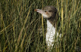 Yellow-eyed Penguin