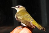 RED EYED VIREO