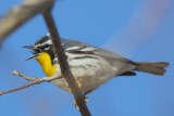 YELLOW THROATED WARBLER SWALLOWING FLY.jpg