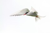 028  ARCTIC TERN