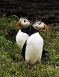 Atlantic Puffins