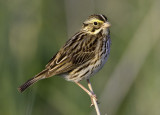 Savannah Sparrow