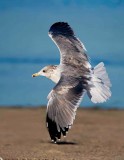 California Gull