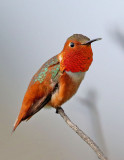 Allens Hummingbird