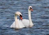 Mute Swans