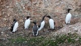 Common Murres