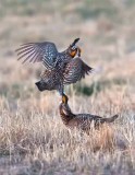 Greater Prairie Chickens