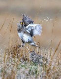 Sharp-tailed Grouse