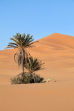 Palm and Dunes