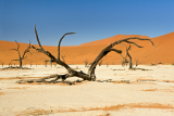 Dead Vlei