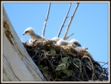 IMG_5746 Red-tailed Hawk Chicks