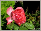 IMG_6864 Beautiful Sunny Red Rose