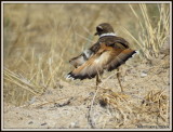 IMG_7594 Killdeer