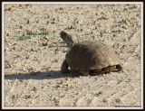 IMG_8944 Ornate Box Turtle