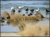 IMG_2606 Shore Party