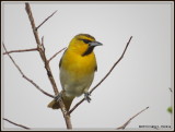 IMG_8823 Bullocks Oriole