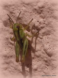 P8056748 Grasshopper