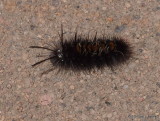 P8056755 Caterpillar