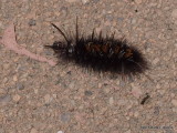 P8056756 Caterpillar