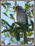 Young Chipping Sparrow