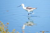 American Avocet 4894