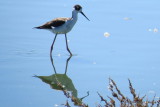 Black-necked Stilt 4890