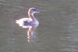 Pied-billed Grebe 5080