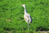 Sandhill Crane 5280