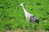 Sandhill Crane 5282