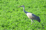 Young Sandhill Crane 5283