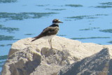 Killdeer 4968