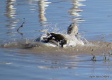 Splashing Goose 5403