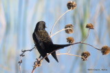 Blackbird 5424