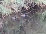 American Coot 5141
