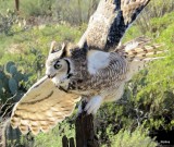 Great Horned Owl 6711