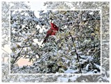 Cardinal in the Snow 8049