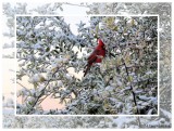 Cardinal and Snow 8047