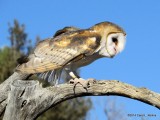 Barn Owl 7086