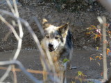 Mexican Grey Wolf