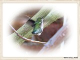 Hummingbird  6955